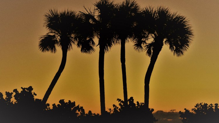palm-tree-wall-paper
