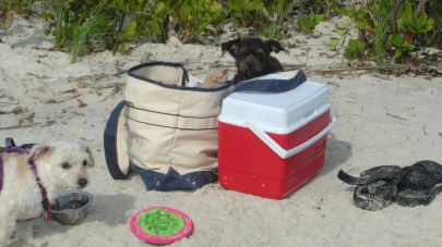Dog Beach gear