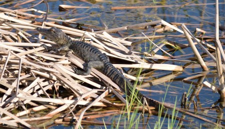 Viera Wetlands _10.28.2018_10
