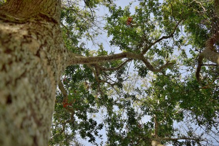 Players Club _12Suntree