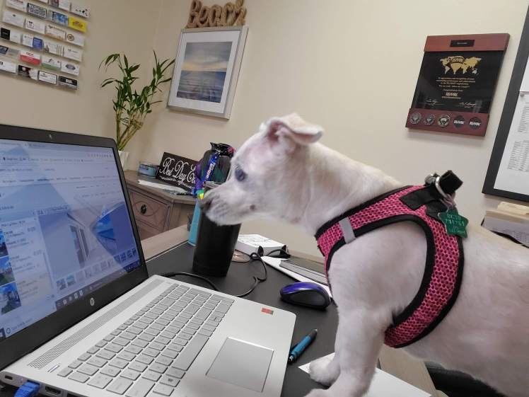 Chihuaha mix looking at a laptop