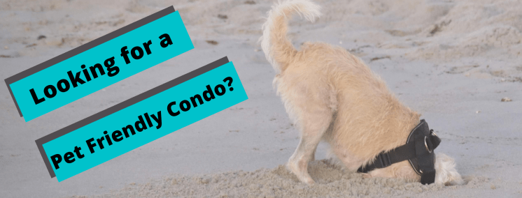 Dog digging on the beach. Looking for a pet friendly condo?