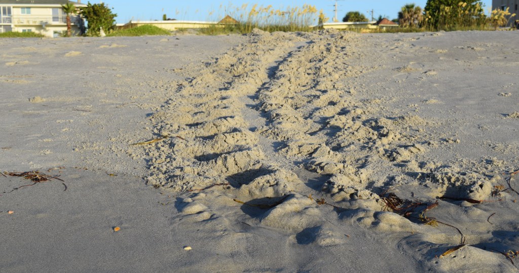 Sea Turtle tracks leading up the beach to a potential nesting site.
