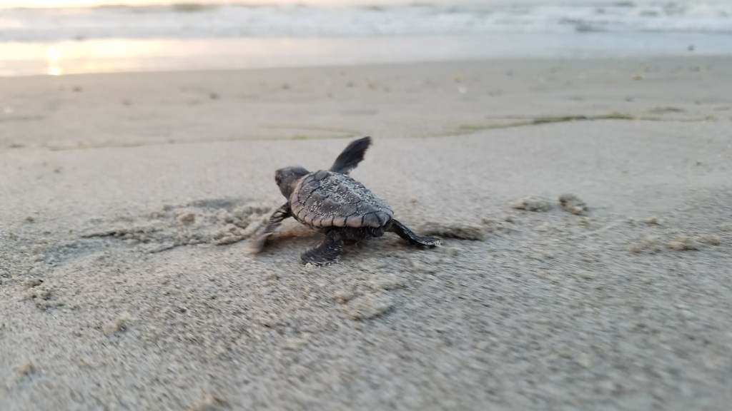 Baby Sea Turtle heading out to the ocean