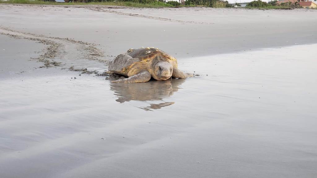 Mama Sea Turtle heading back to the ocean