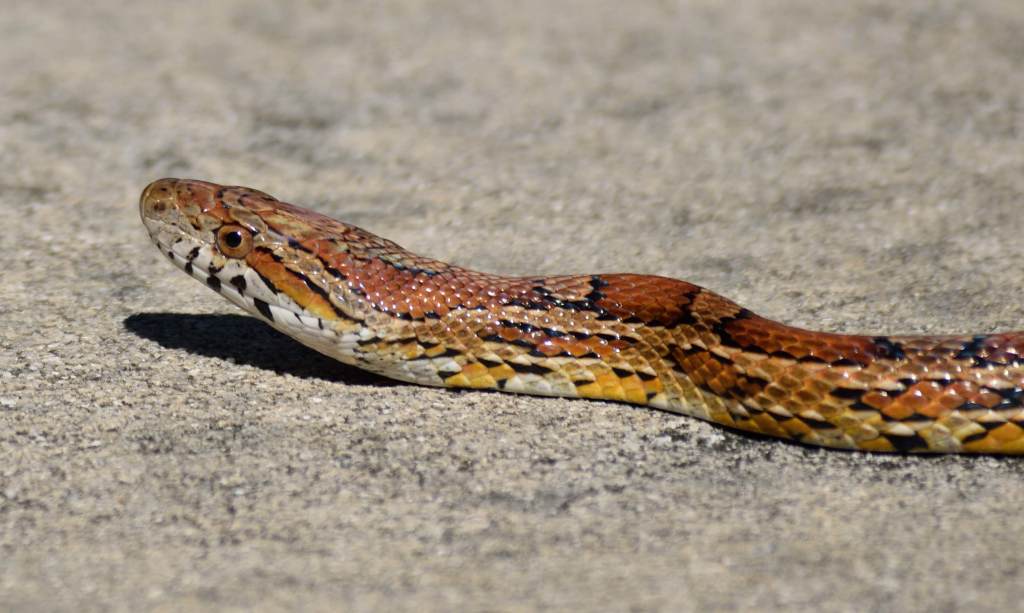 Photo of a corn snake. this is an example of a reptile or critter that might not be allowed in a condo