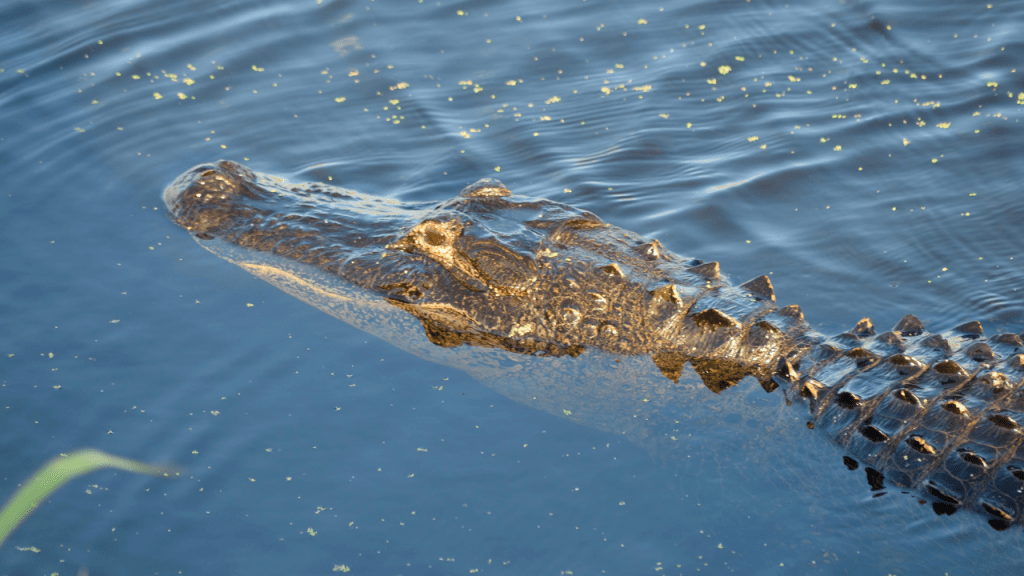 A Florida Alligator