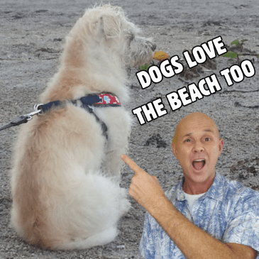 dog on the beach