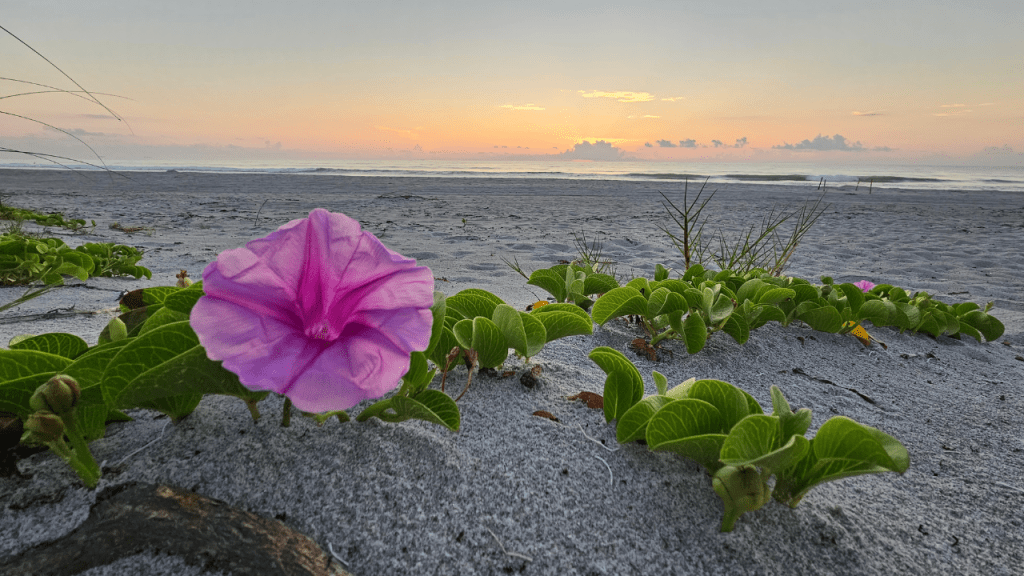 sunrise on the beach with a morning glory flower in bloom