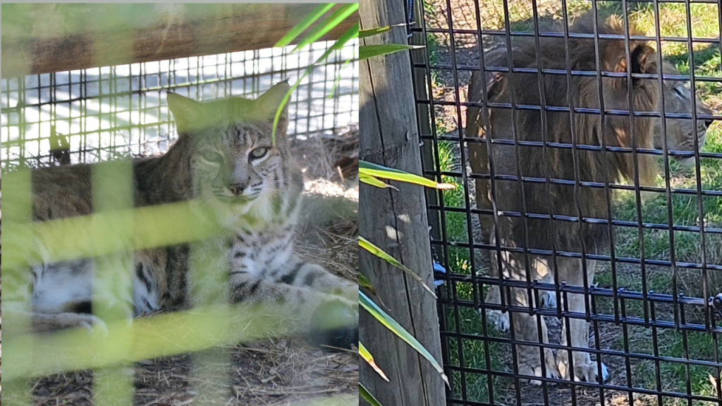 photos of a lion and bobcat at the brevard zoo