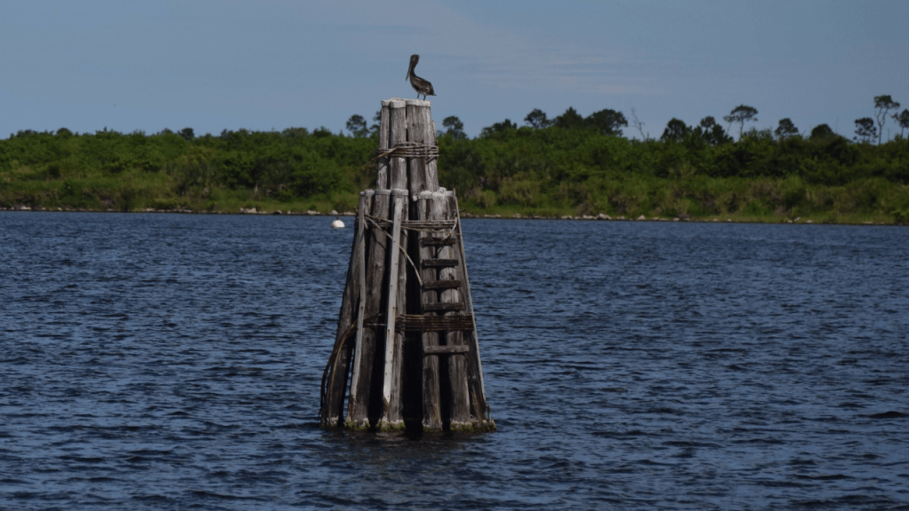 a pelican hanging out on a channel marker