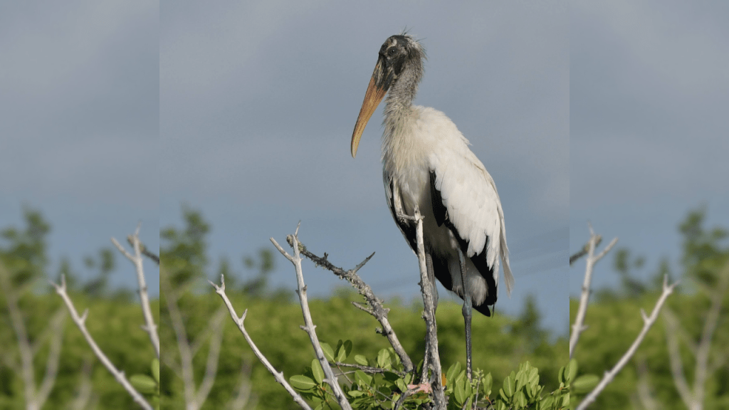 a wood stork that was photographed near the brevard veterans museum