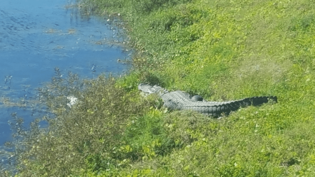 an aligator on the bank of a canal in merritt island