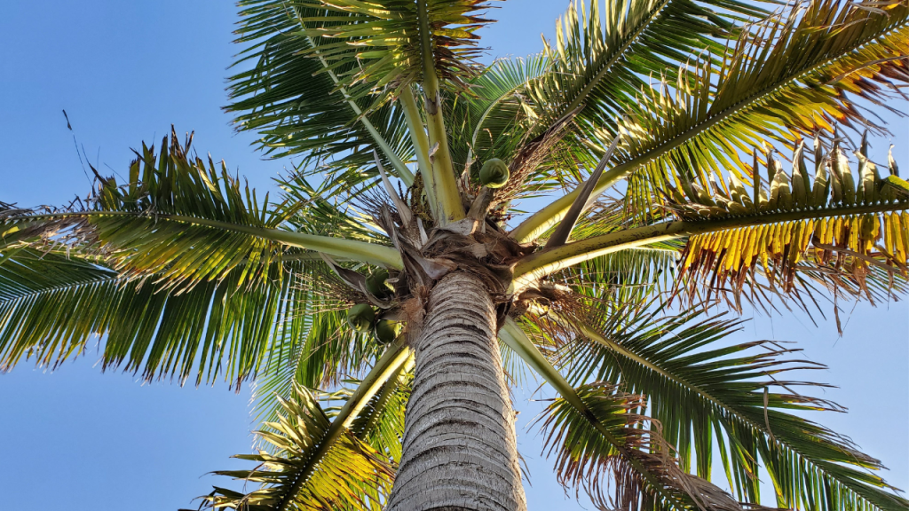 florida palm tree