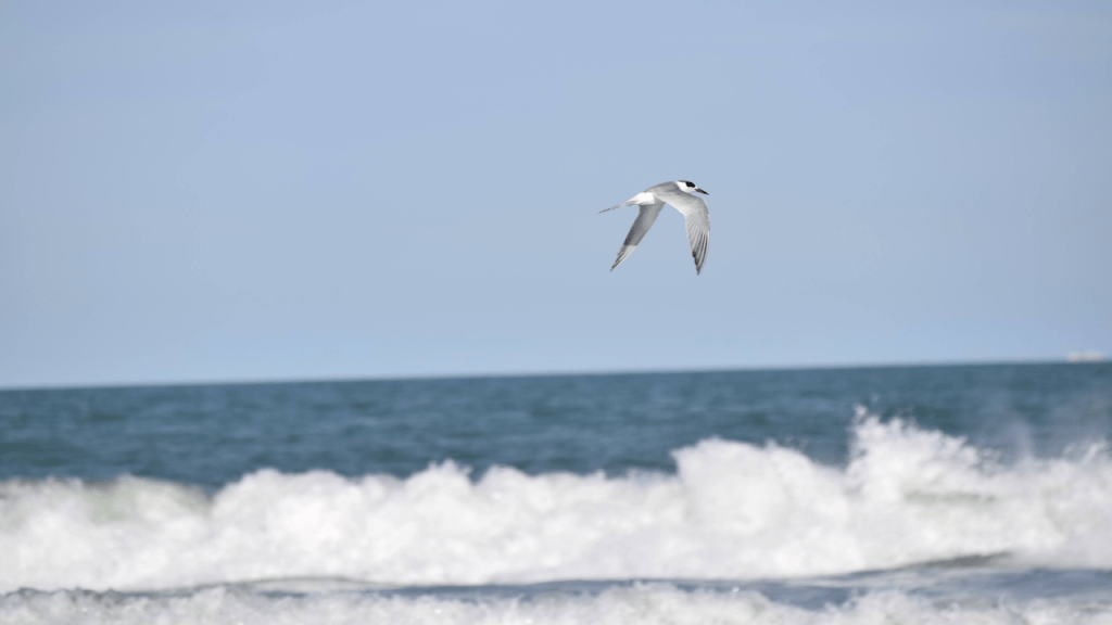 the ocean with a wave breaking and a seagull flying through