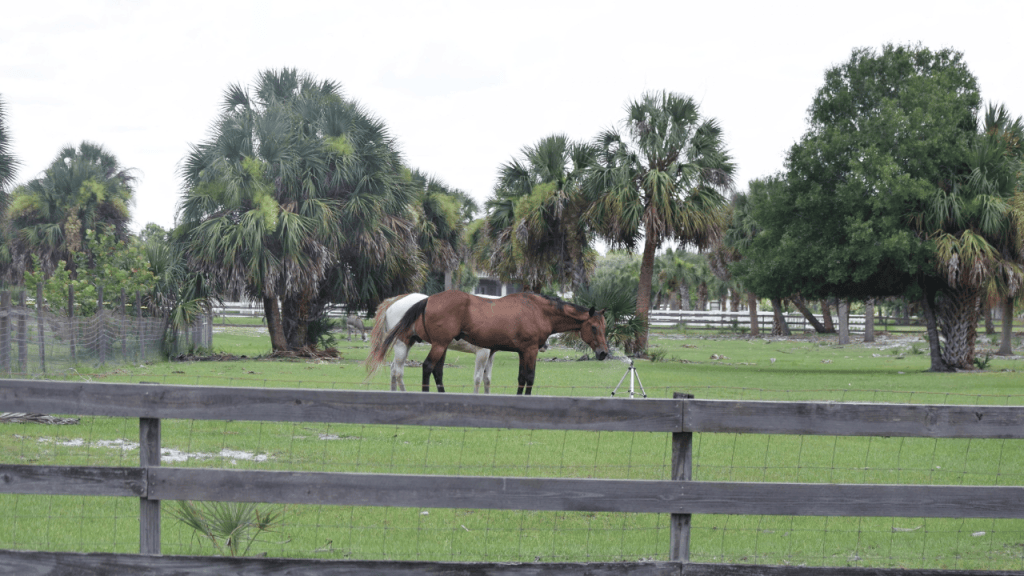 lake washington area is also horse country