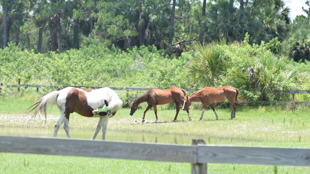 Horses in a homes side yard/pasture area